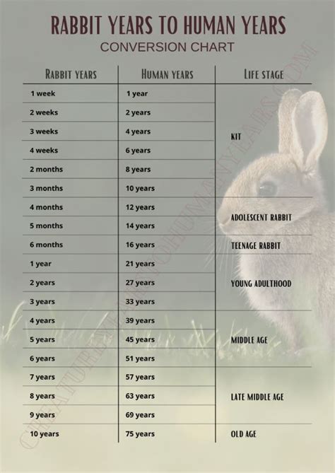 year of the rabbit years list